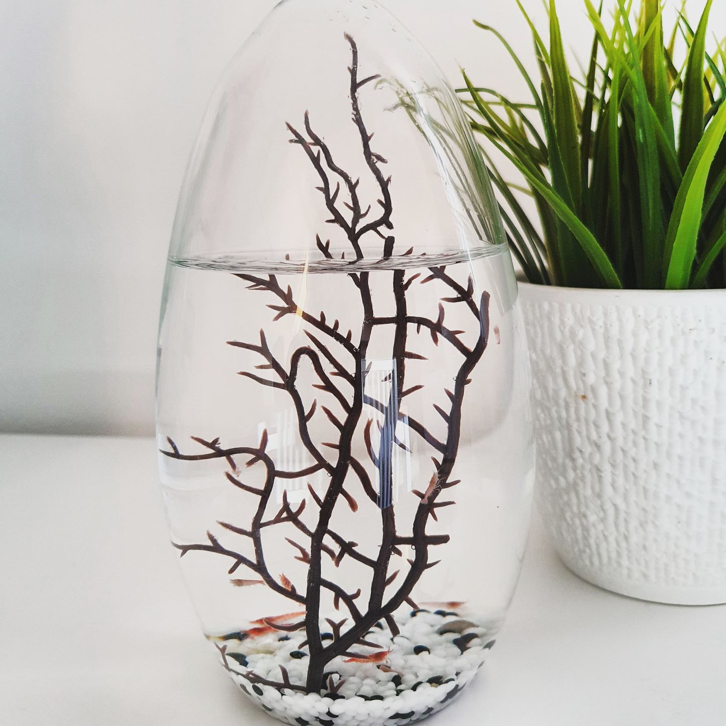 Biosphäre Im Glas EcoSphere Kleines Oval-13cm Whit Produktbild-Vorschau 11